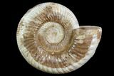 Large, Perisphinctes Ammonite - Jurassic #90433-1